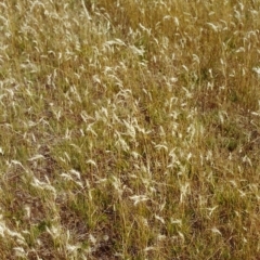 Rytidosperma caespitosum (Ringed Wallaby Grass) at Conder, ACT - 2 Jan 2000 by MichaelBedingfield