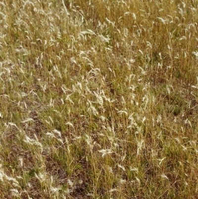Rytidosperma caespitosum (Ringed Wallaby Grass) at Tuggeranong Hill - 1 Jan 2000 by michaelb