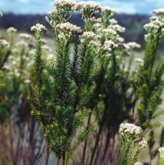 Ozothamnus diosmifolius (Rice Flower, White Dogwood, Sago Bush) at Tuggeranong Hill - 5 Nov 2000 by MichaelBedingfield