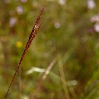 Bothriochloa macra (Red Grass, Red-leg Grass) at Tuggeranong Hill - 1 Jan 2000 by michaelb