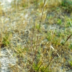 Bothriochloa macra (Red Grass, Red-leg Grass) at Tuggeranong Hill - 29 Nov 1999 by michaelb