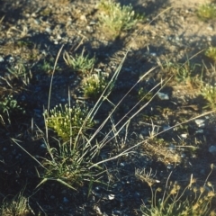Bothriochloa macra (Red Grass, Red-leg Grass) at Barneys Hill/Mt Stranger - 29 Jan 2007 by MichaelBedingfield