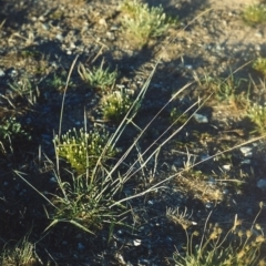 Bothriochloa macra (Red Grass, Red-leg Grass) at Barneys Hill/Mt Stranger - 29 Jan 2007 by MichaelBedingfield