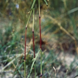 Bothriochloa macra at Rob Roy Range - 2 Mar 2007 12:00 AM