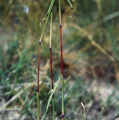 Bothriochloa macra (Red Grass, Red-leg Grass) at Rob Roy Range - 2 Mar 2007 by MichaelBedingfield