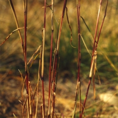 Bothriochloa macra (Red Grass, Red-leg Grass) at Conder, ACT - 13 Apr 2007 by MichaelBedingfield