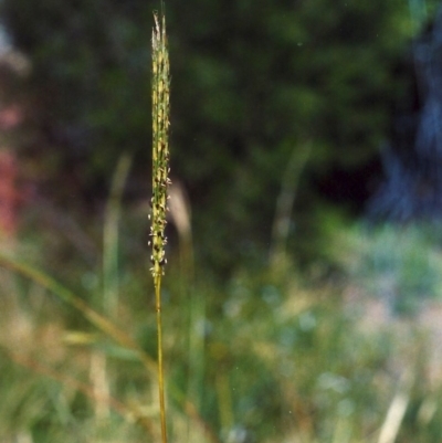 Bothriochloa macra (Red Grass, Red-leg Grass) at Conder, ACT - 20 Jan 2007 by MichaelBedingfield