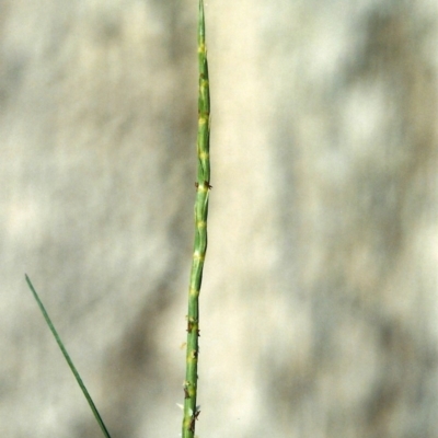 Hemarthria uncinata (Matgrass) at Greenway, ACT - 4 Jan 2008 by MichaelBedingfield