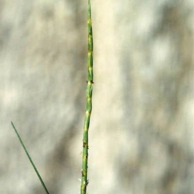 Hemarthria uncinata (Matgrass) at Bullen Range - 3 Jan 2008 by michaelb