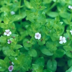 Gratiola peruviana (Australian Brooklime) at Rob Roy Range - 19 Jan 2001 by MichaelBedingfield