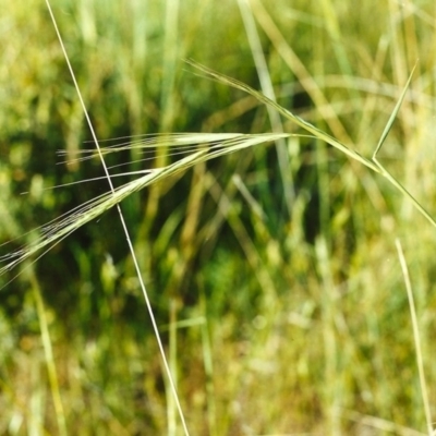 Anthosachne scabra (Common Wheat-grass) at Conder, ACT - 9 Nov 1999 by michaelb