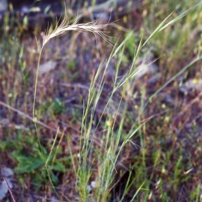 Anthosachne scabra (Common Wheat-grass) at Tuggeranong Hill - 23 Nov 2000 by michaelb