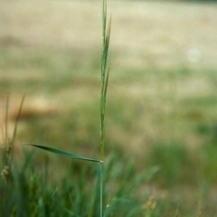 Anthosachne scabra (Common Wheat-grass) at Point Hut Hill - 14 Oct 2006 by michaelb