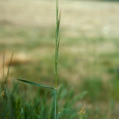 Anthosachne scabra (Common Wheat-grass) at Point Hut Hill - 14 Oct 2006 by michaelb