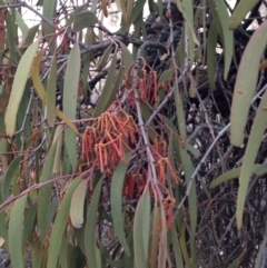 Amyema pendula subsp. pendula (Drooping Mistletoe) at Nicholls, ACT - 10 Jul 2015 by gavinlongmuir