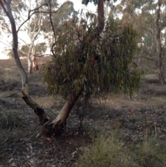 Amyema pendula subsp. pendula at Nicholls, ACT - 10 Jul 2015