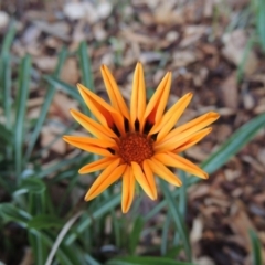 Gazania rigens (Treasure Flower) at Canberra, ACT - 8 Jul 2015 by michaelb