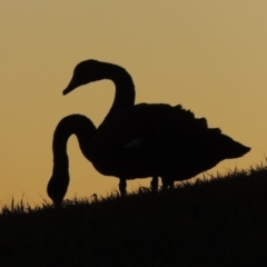 Cygnus atratus (Black Swan) at Mount Ainslie to Black Mountain - 8 Jul 2015 by MichaelBedingfield