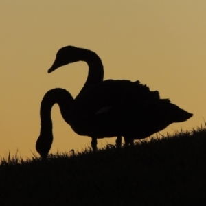 Cygnus atratus at Parkes, ACT - 8 Jul 2015