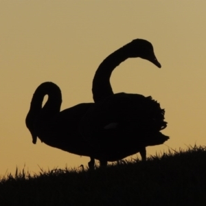 Cygnus atratus at Parkes, ACT - 8 Jul 2015