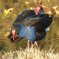 Porphyrio melanotus (Australasian Swamphen) at Mount Ainslie to Black Mountain - 8 Jul 2015 by michaelb