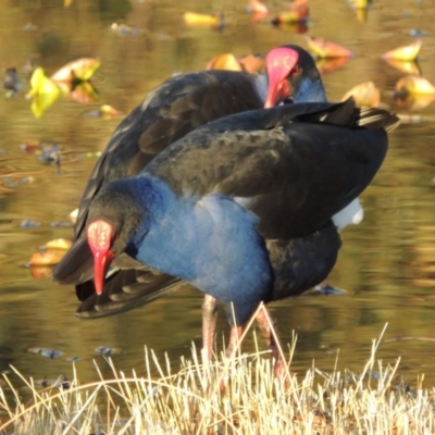 Porphyrio melanotus (Australasian Swamphen) at Mount Ainslie to Black Mountain - 8 Jul 2015 by michaelb