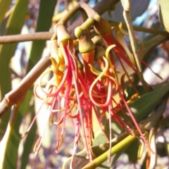 Amyema pendula subsp. pendula (Drooping Mistletoe) at Nicholls, ACT - 27 Oct 2007 by gavinlongmuir