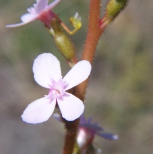 Stylidium graminifolium at Nicholls, ACT - 7 Nov 2004