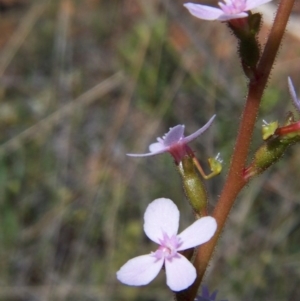 Stylidium graminifolium at Nicholls, ACT - 7 Nov 2004