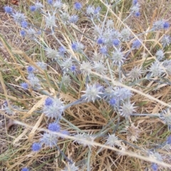 Eryngium ovinum (Blue Devil) at Nicholls, ACT - 31 Jan 2004 by gavinlongmuir