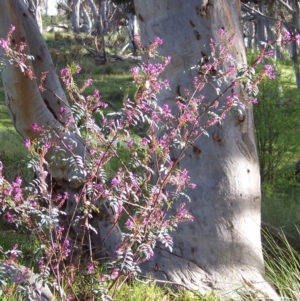 Indigofera australis subsp. australis at Nicholls, ACT - 15 Oct 2005