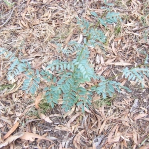Indigofera australis subsp. australis at Nicholls, ACT - 31 Jan 2004 01:59 PM