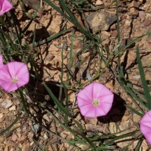 Convolvulus angustissimus subsp. angustissimus at Nicholls, ACT - 7 Nov 2004 02:53 PM