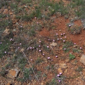 Convolvulus angustissimus subsp. angustissimus at Nicholls, ACT - 7 Nov 2004