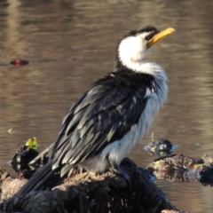 Microcarbo melanoleucos (Little Pied Cormorant) at Mount Ainslie to Black Mountain - 8 Jul 2015 by MichaelBedingfield