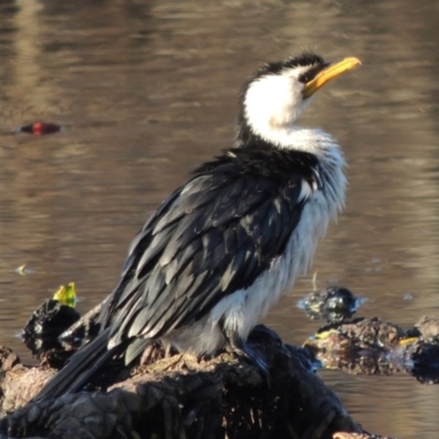 Microcarbo melanoleucos (Little Pied Cormorant) at Commonwealth & Kings Parks - 8 Jul 2015 by michaelb