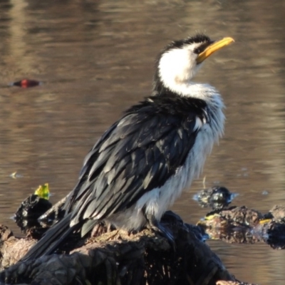Microcarbo melanoleucos (Little Pied Cormorant) at Mount Ainslie to Black Mountain - 8 Jul 2015 by MichaelBedingfield