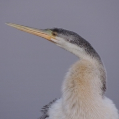Anhinga novaehollandiae (Australasian Darter) at Mount Ainslie to Black Mountain - 8 Jul 2015 by MichaelBedingfield