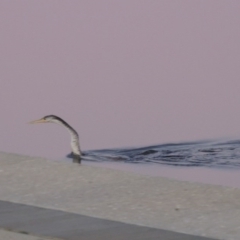 Anhinga novaehollandiae at Parkes, ACT - 8 Jul 2015