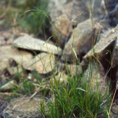 Microlaena stipoides (Weeping Grass) at Bonython, ACT - 16 Feb 2007 by michaelb