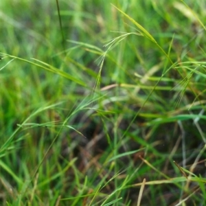 Microlaena stipoides at Conder, ACT - 21 Apr 2000