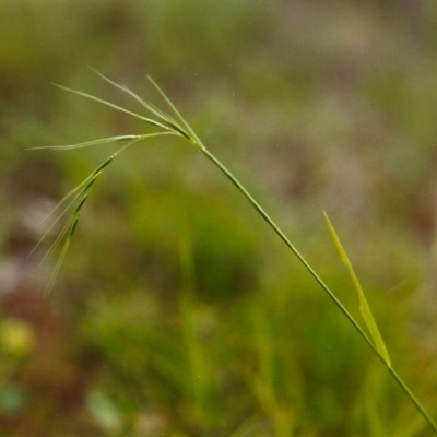 Microlaena stipoides (Weeping Grass) at Theodore, ACT - 2 Dec 2008 by michaelb