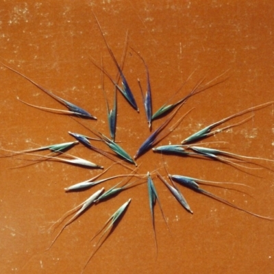 Microlaena stipoides (Weeping Grass) at Conder, ACT - 14 Feb 2007 by MichaelBedingfield