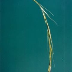 Microlaena stipoides (Weeping Grass) at Theodore, ACT - 26 Jan 2000 by michaelb
