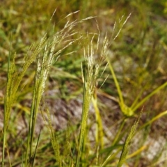 Lachnagrostis filiformis (Blown Grass) at Tuggeranong Hill - 1 Dec 1999 by michaelb