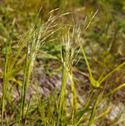 Lachnagrostis filiformis (Blown Grass) at Conder, ACT - 2 Dec 1999 by MichaelBedingfield