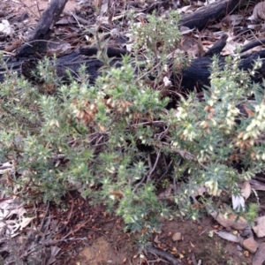 Melichrus urceolatus at Nicholls, ACT - 13 Jul 2015