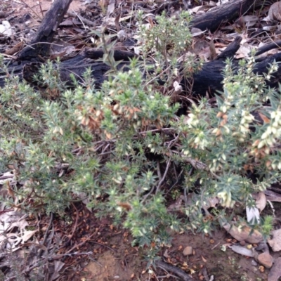 Melichrus urceolatus (Urn Heath) at Nicholls, ACT - 13 Jul 2015 by gavinlongmuir