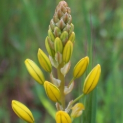 Bulbine bulbosa (Golden Lily) at Nicholls, ACT - 26 Oct 2003 by gavinlongmuir