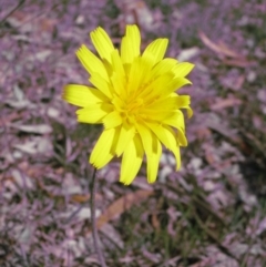 Microseris walteri (Yam Daisy, Murnong) at Nicholls, ACT - 29 Sep 2007 by gavinlongmuir